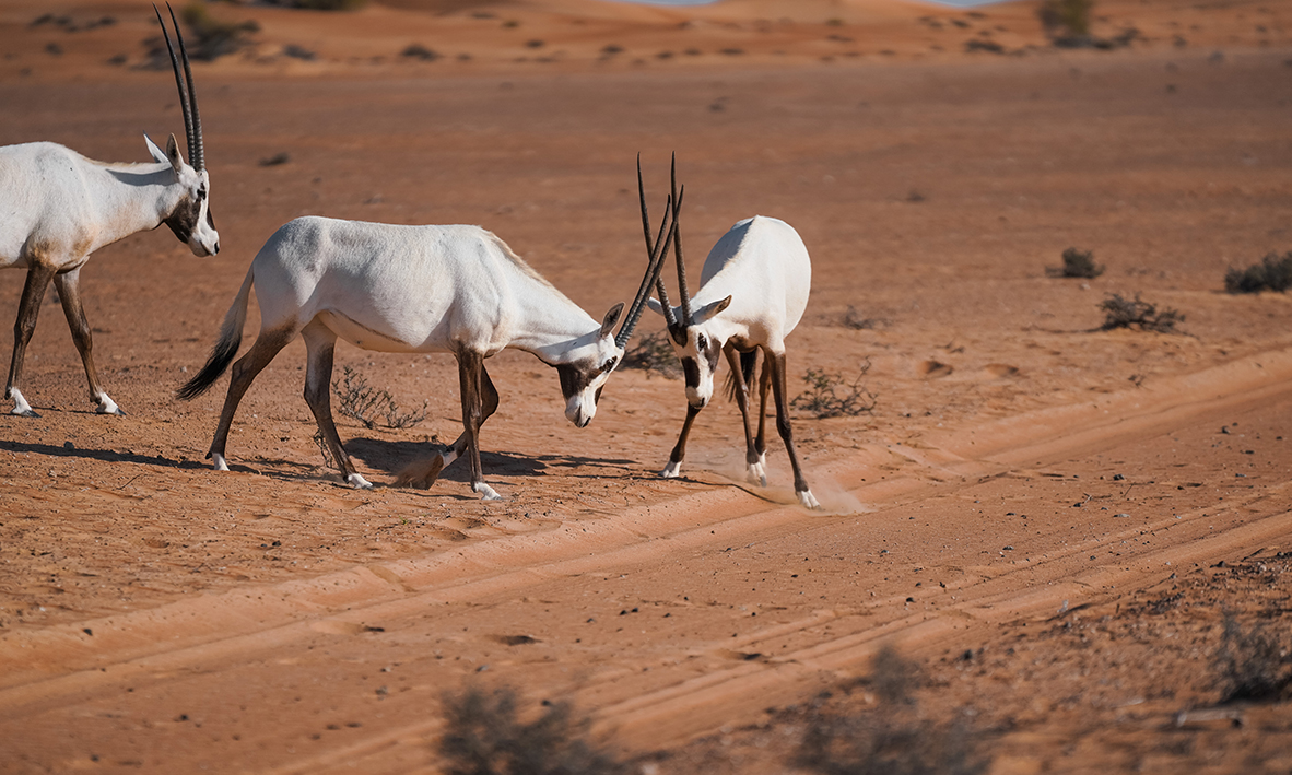 Dubai Desert Conservation Reserve Wildlife Tour, , large