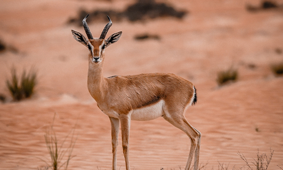 Dubai Desert Conservation Reserve Wildlife Tour, , medium