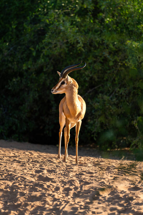 Gazelle in the desert