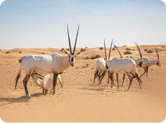 Gazelle Dubai