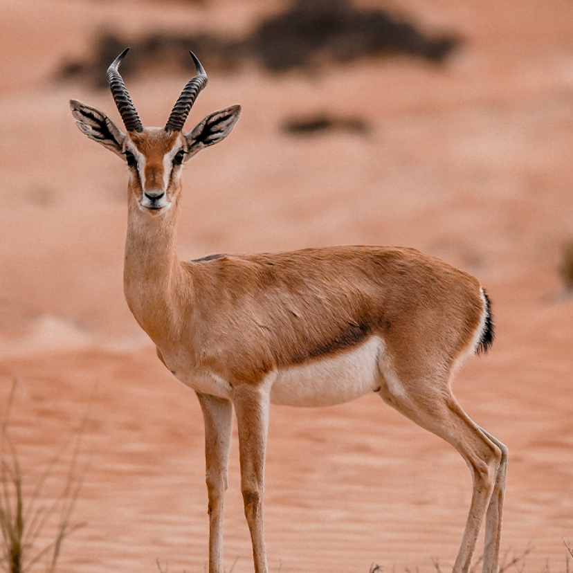 dubai-desert-conservation