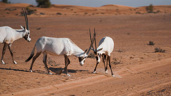 Two Arabian oryx butting heads in the desert