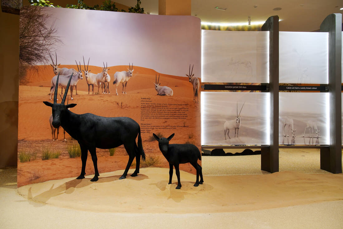 Arabian oryx museum