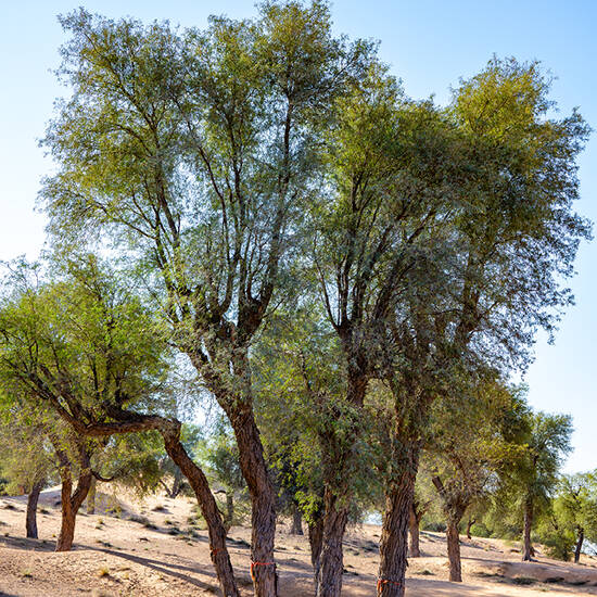 Dubai tree