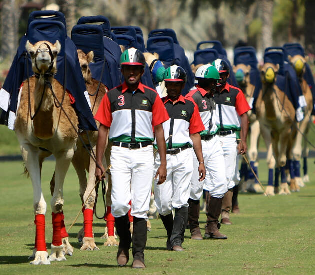 Camel Polo
