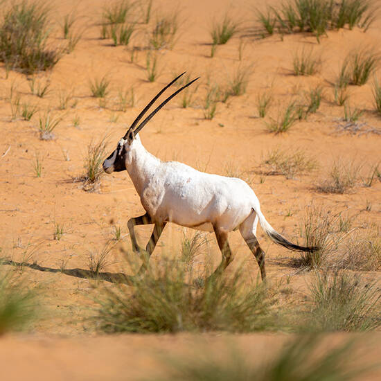 Oryx in the desert