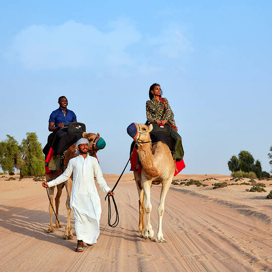 Gazelle in the desert