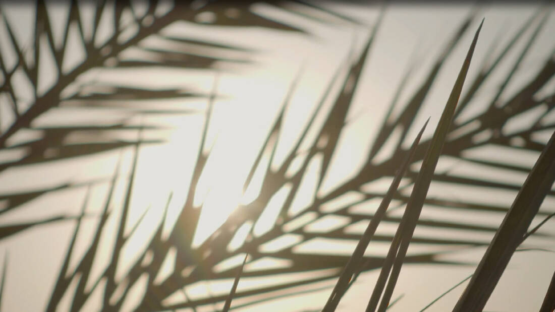 palm-leaves-1280x720.jpg