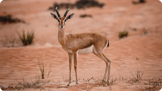 Gazelle in the desert