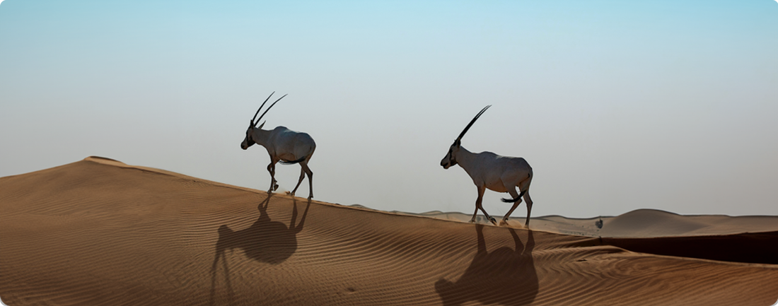 Oryx in the desert