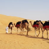 Camel Trekking