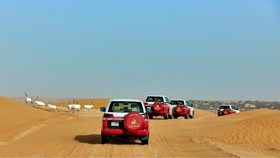 Evening desert safari in Dubai