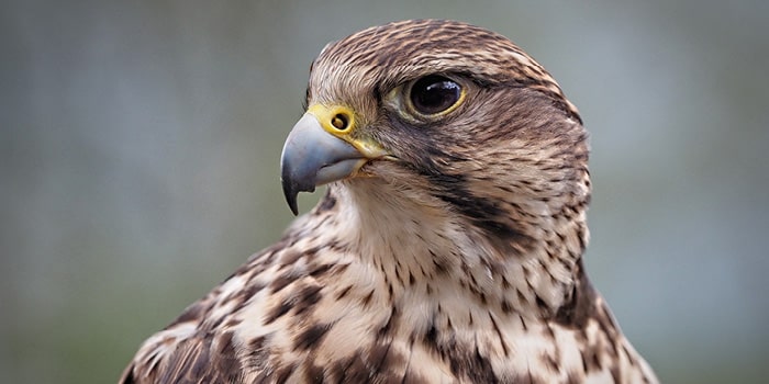 Abu Dhabi Falcon Hospital