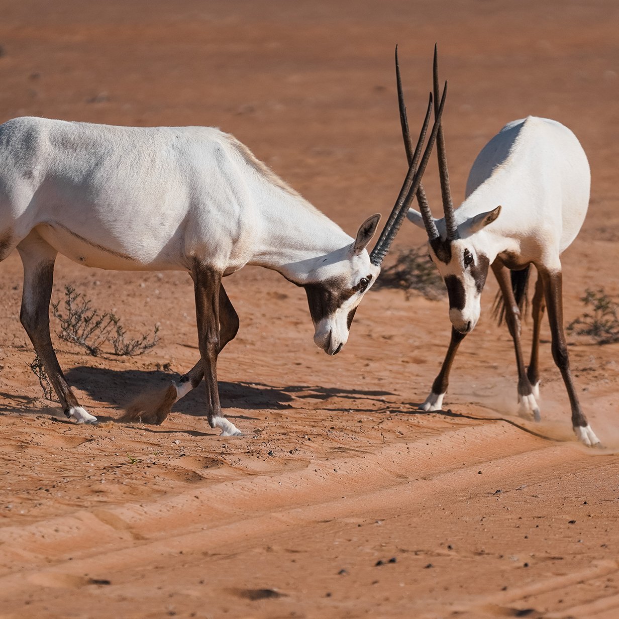 Evening Desert Safari in Dubai, , medium