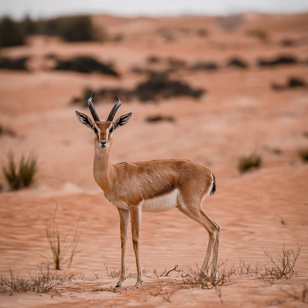 VIP Desert Safari in Dubai, , large