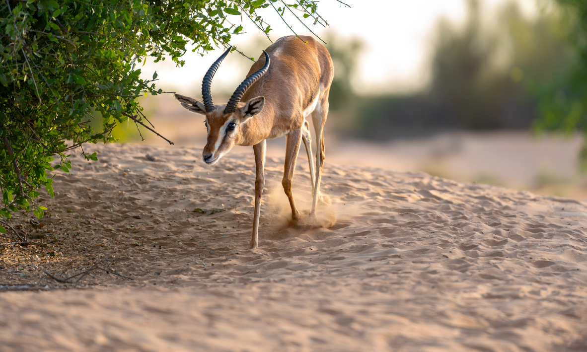 Exclusive Desert Experience, , medium