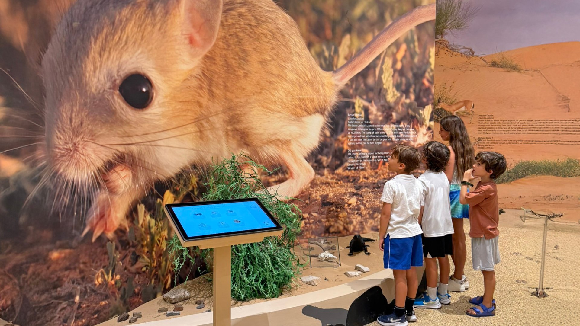 Morning Wildlife Safari, , large