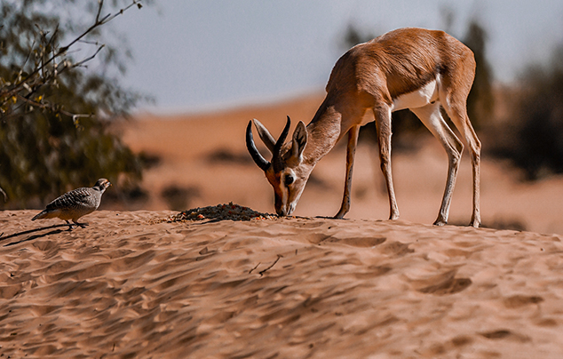 Morning Desert Adventure, , medium