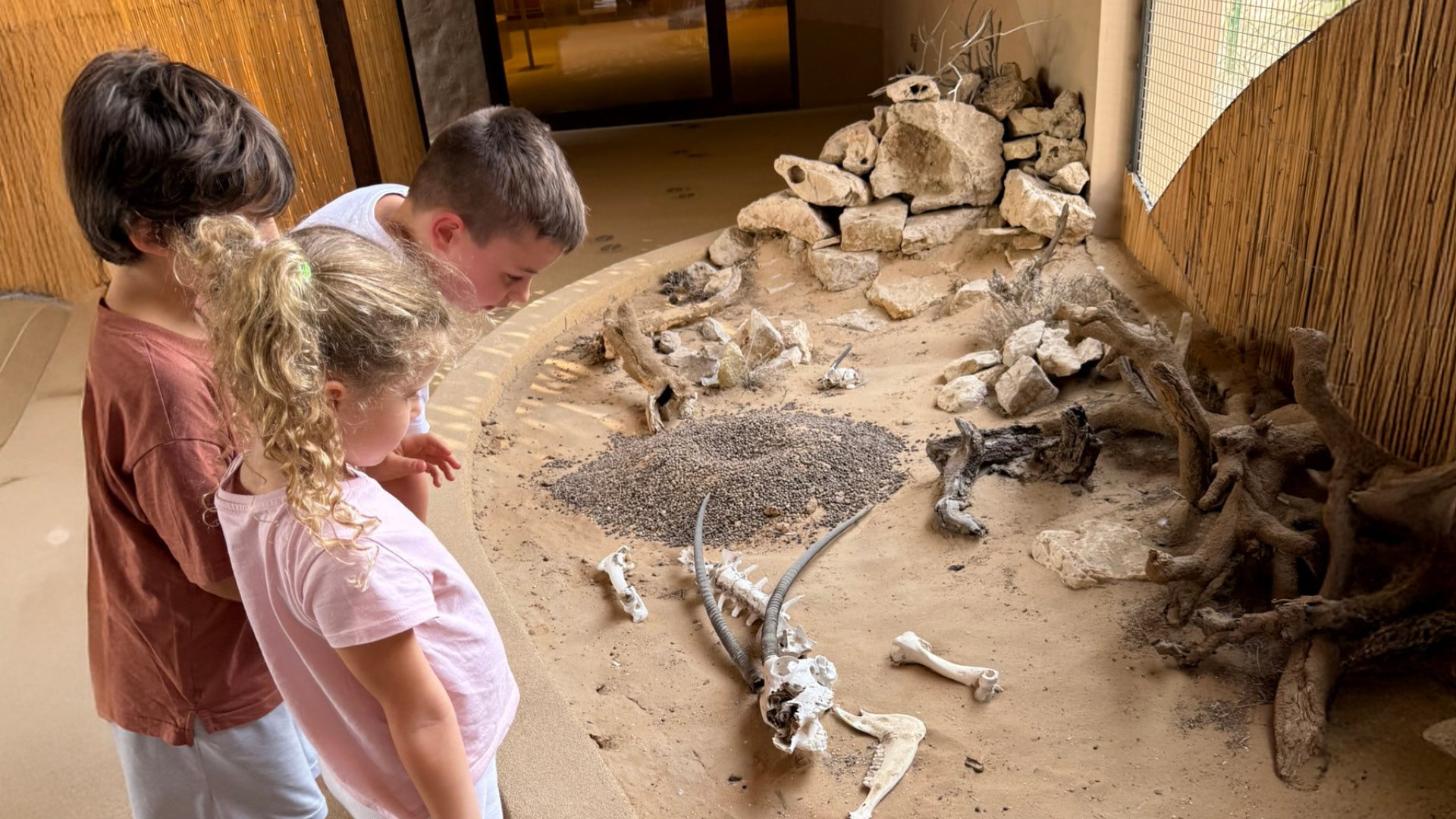 Morning Wildlife Safari, , large