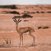 VIP Desert Safari in Dubai - Shared Vehicle, , small