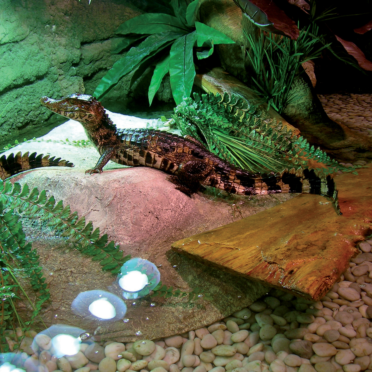 Dubai Mall Aquarium Underwater Zoo Tickets Arabian Adventures