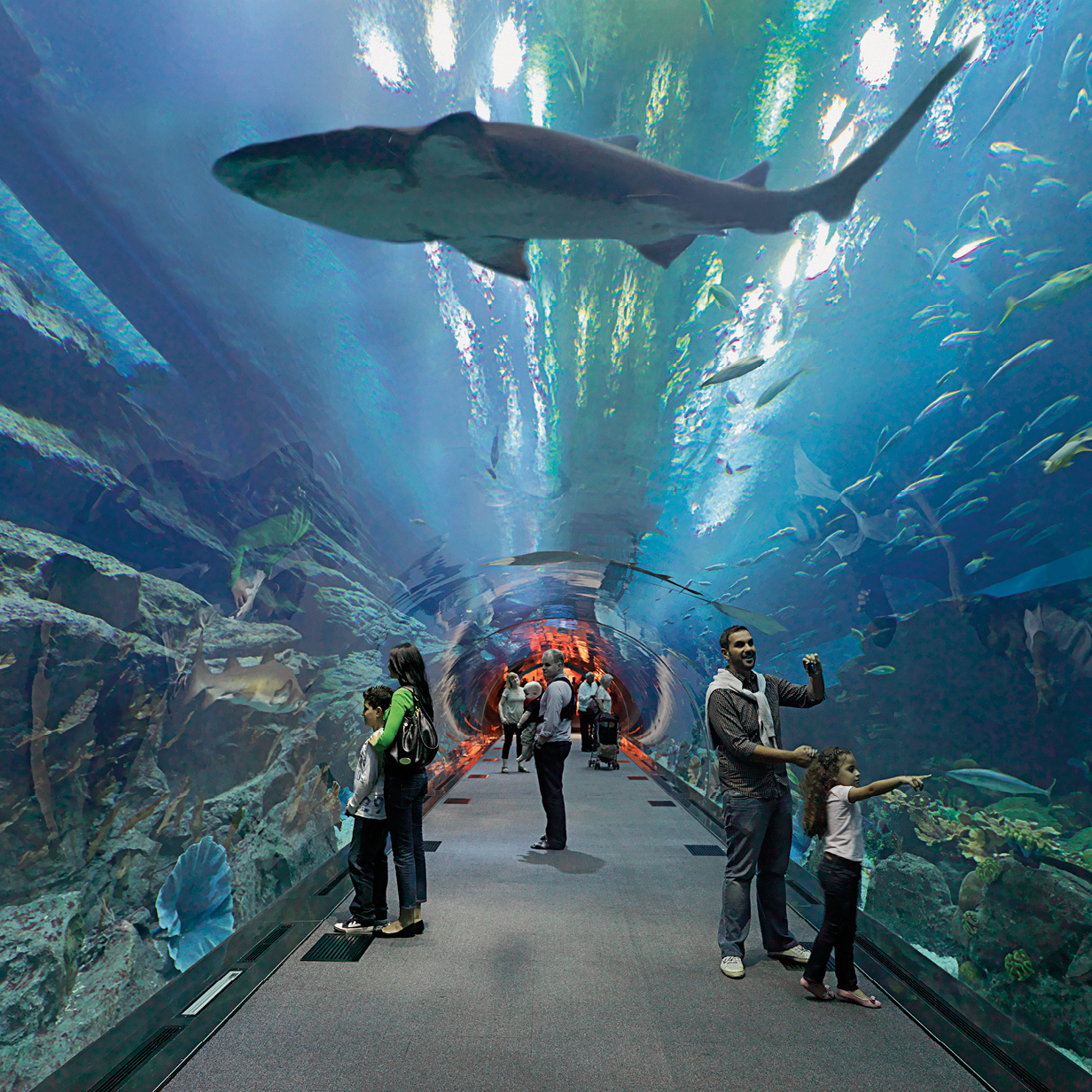 Dubai Mall Aquarium & Underwater Zoo Tickets | Arabian