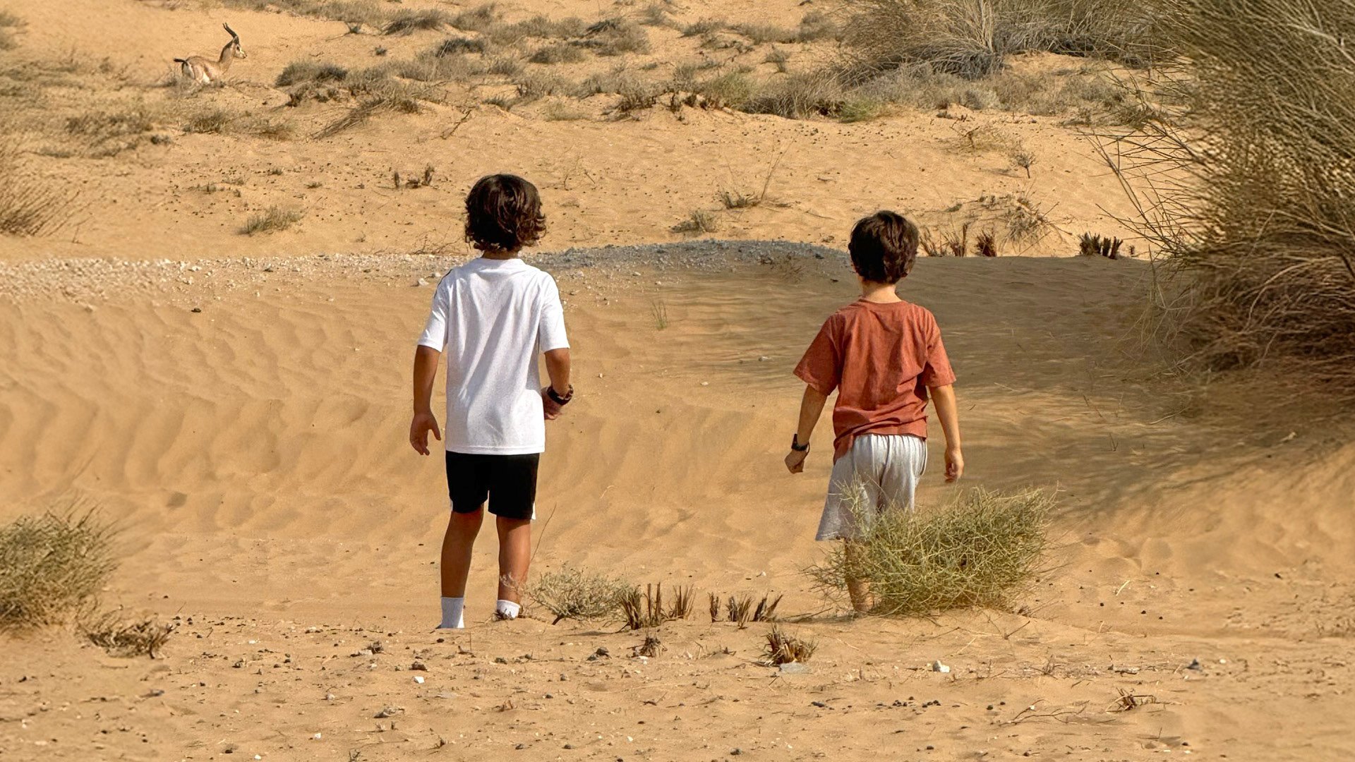 Morning Wildlife Safari, , large