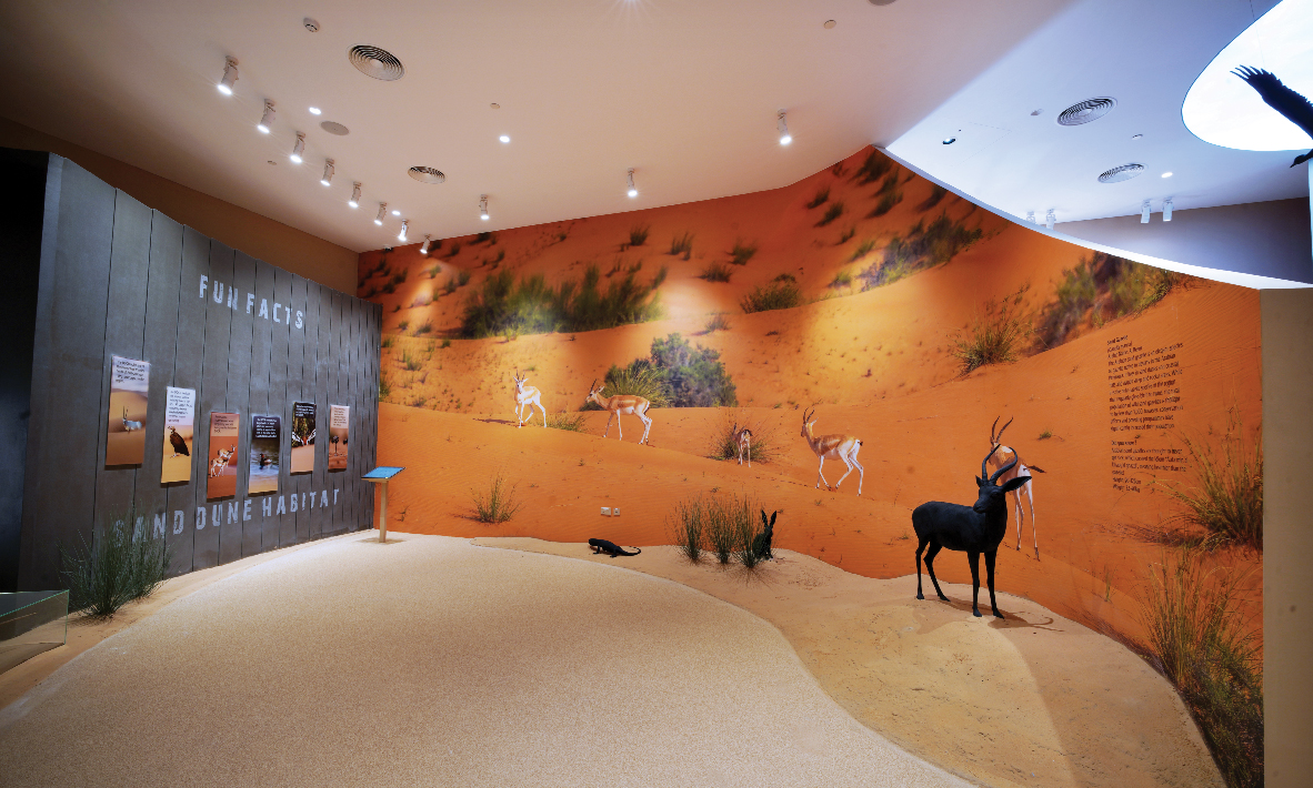 Dubai Desert Conservation Reserve Wildlife Tour, , large