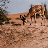 Morning Desert Adventure in Dubai - Shared Vehicle, , small