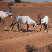Evening Desert Safari in Dubai - Shared Vehicle, , small