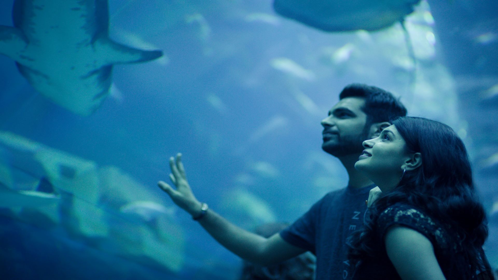 Dubai Aquarium and Underwater Zoo, , medium