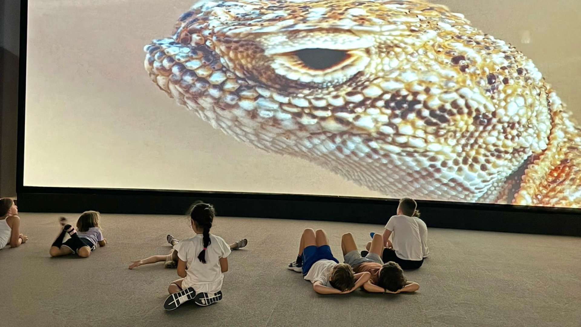 Morning Wildlife Safari, , large