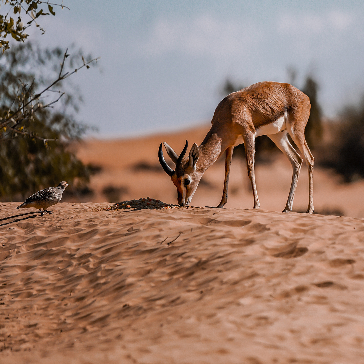 Morning Desert Adventure, , large