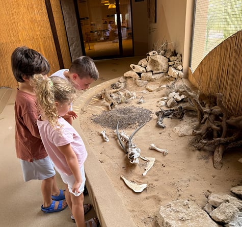 Morning Wildlife Safari, , medium