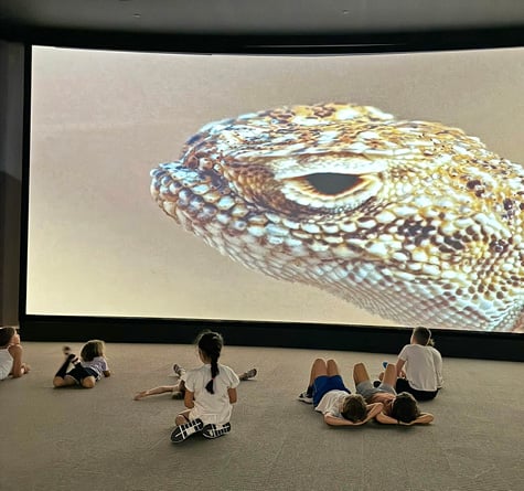 Morning Wildlife Safari, , medium