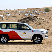 Morning Desert Adventure in Dubai - Shared Vehicle, , small