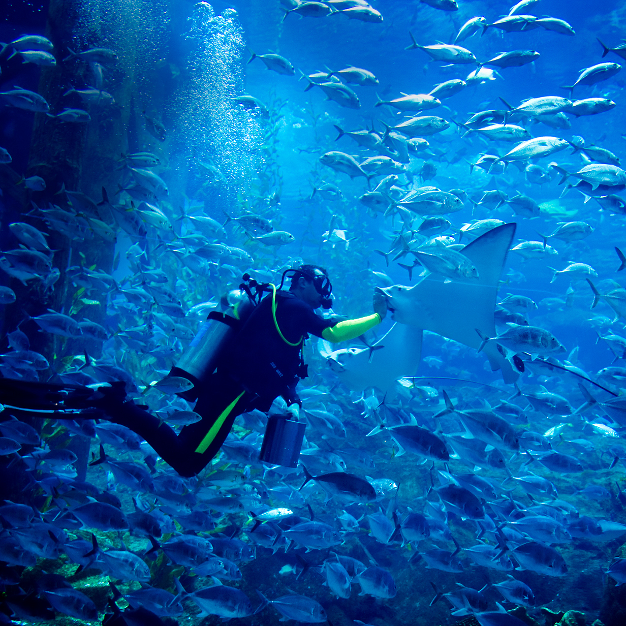 Dubai Mall Aquarium and Underwater Zoo, , large