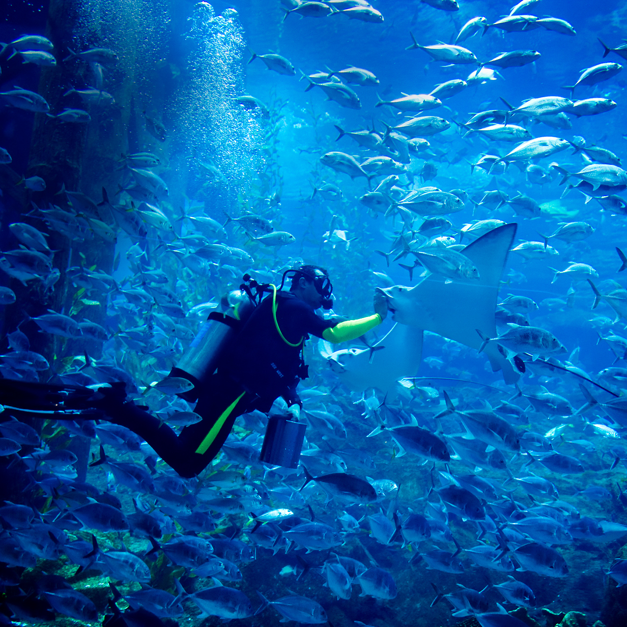 Dubai Mall Aquarium Underwater Zoo Tickets Arabian Adventures
