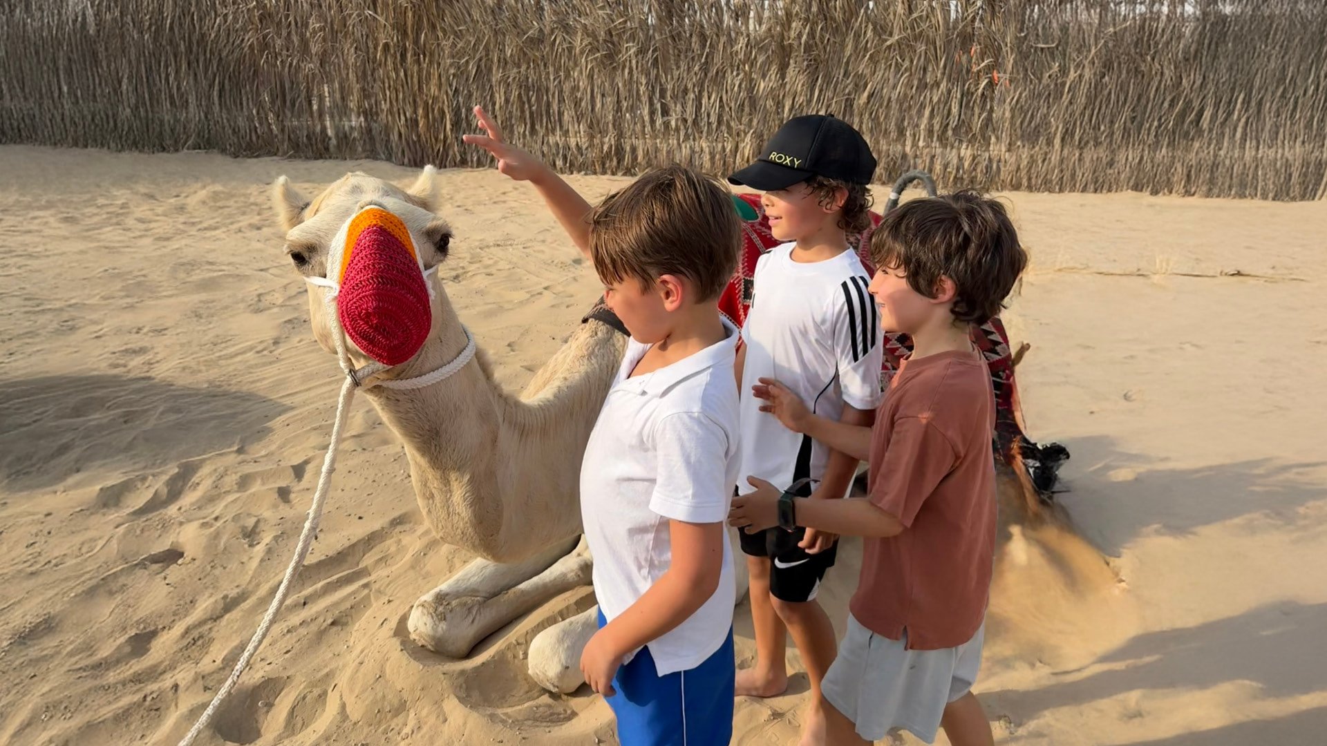 Overnight Wildlife Adventure, , large