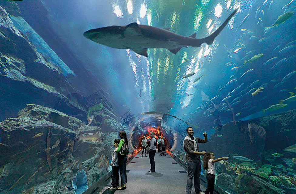 Dubai Mall Aquarium Underwater Zoo Tickets Arabian Adventures