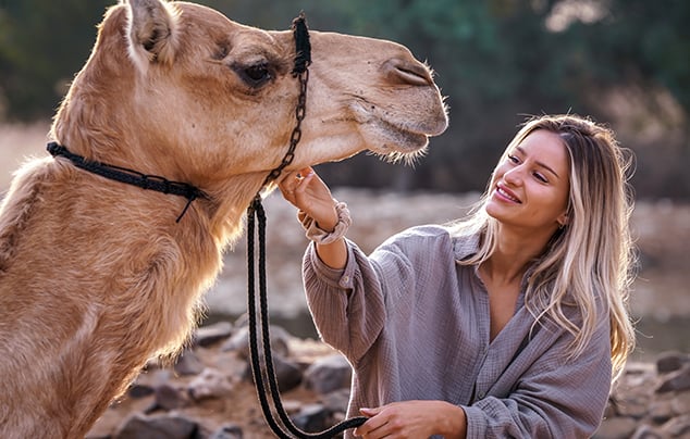 Camel Ride in Dubai - Private Vehicle