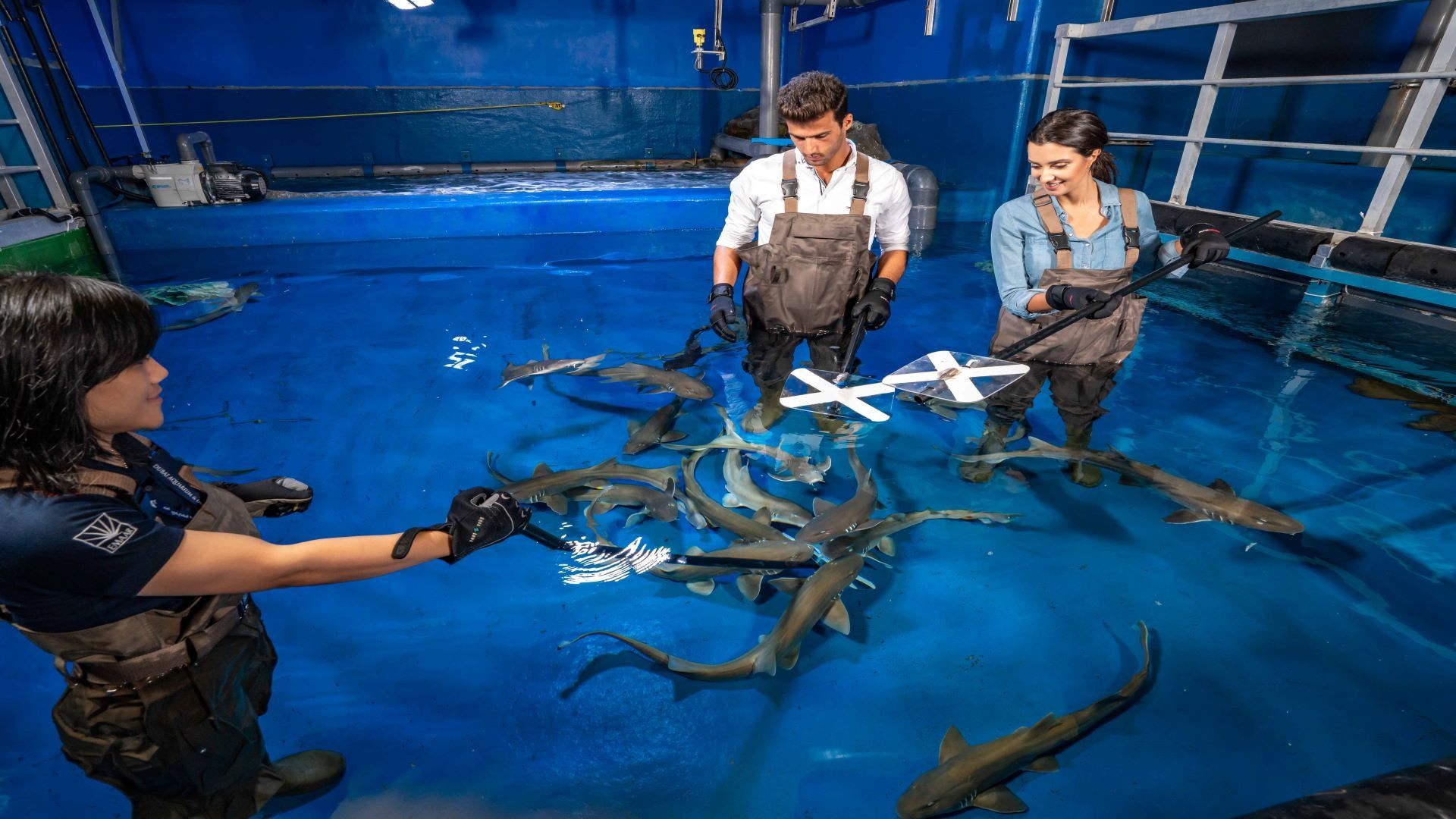 Dubai Aquarium and Underwater Zoo, , medium
