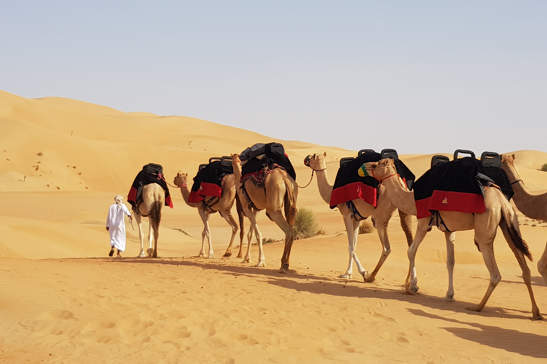 Camel Trekking in Dubai, Abu Dhabi Camel Ride Arabian Adventures