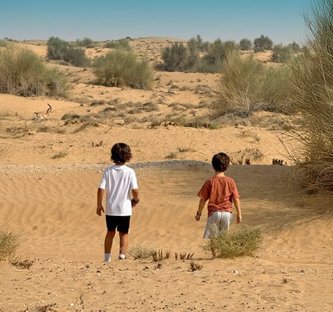 Morning Wildlife Safari, , medium