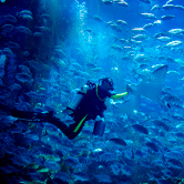 Dubai Mall Aquarium and Underwater Zoo, , small