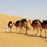 Morning Camel Ride in Dubai - Private Vehicle, , small