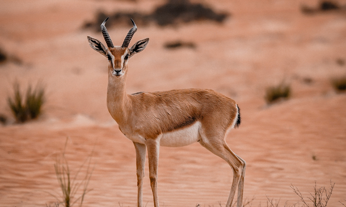 Dubai Desert Conservation Reserve Wildlife Tour, , large